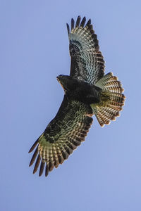 Low angle view of eagle flying against clear blue sky