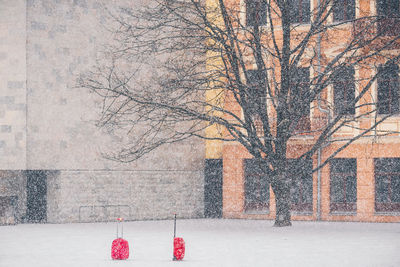 Bare tree in snow