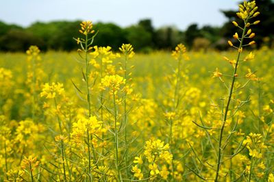 Close-up of yellow flowers blooming in field