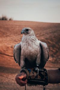 Cropped hand animal trainer holding falcon on field