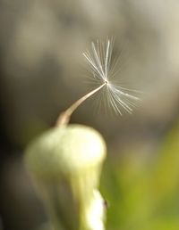 Close-up of dandelion against blurred background