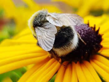 Close-up of bee on yellow flower