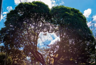Low angle view of trees against blue sky