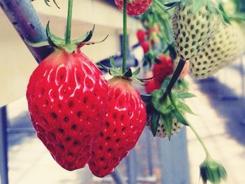 Close-up of red rose