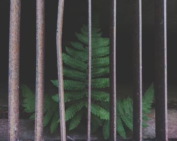 Close-up of metal grate window