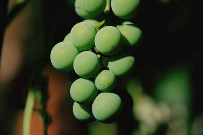 Close-up of grapes in vineyard