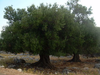 Trees in forest