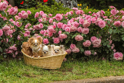 Dog with pink flowers in basket