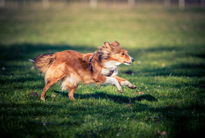 Dog running on grassy field
