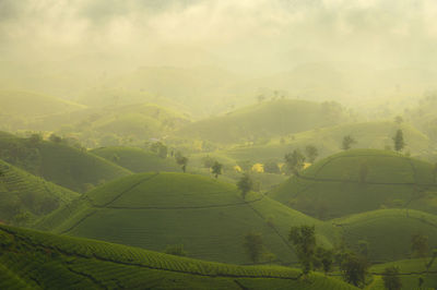 Sunrise on long coc tea plantation,overview of long coc green tea hill, phu tho, vietnam