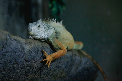 Close-up of a lizard on rock