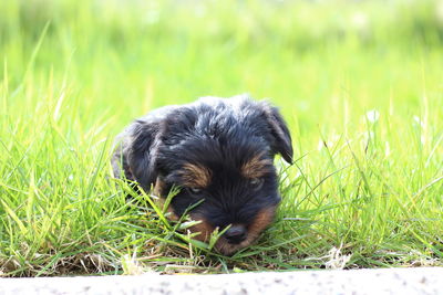 Dog sitting on grass