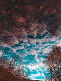 Low angle view of trees against sky