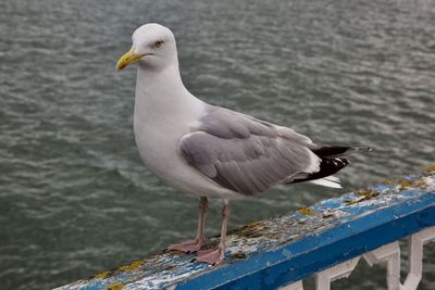 Close-up of seagull perching on railing