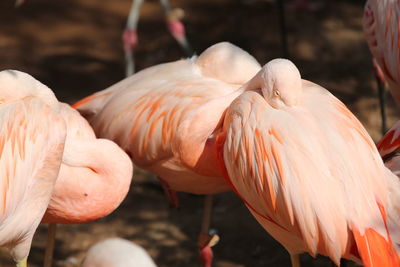 Close-up of flamingos on field