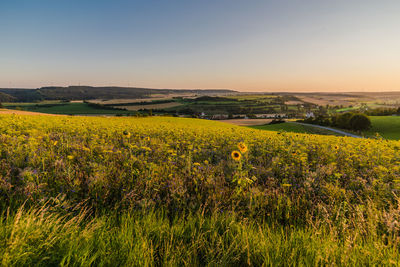 Scenic view of field against sky during sunset