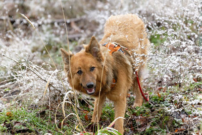 Portrait of dog on field