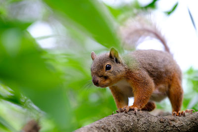 Close-up of squirrel