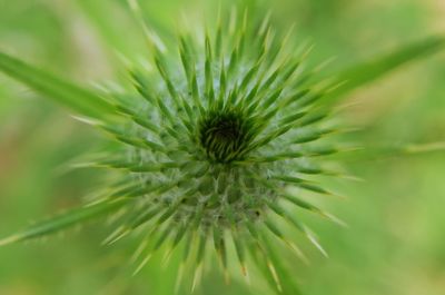 Close-up of dandelion flower