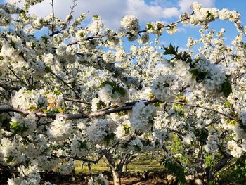 Low angle view of white flowering tree against sky