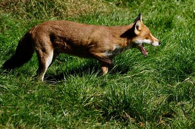 Side view of a dog on field