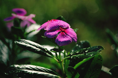 Close-up of pink flowering plant