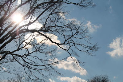 Low angle view of bare tree against sky