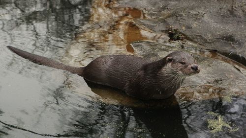 Fish otter sitting in the water
