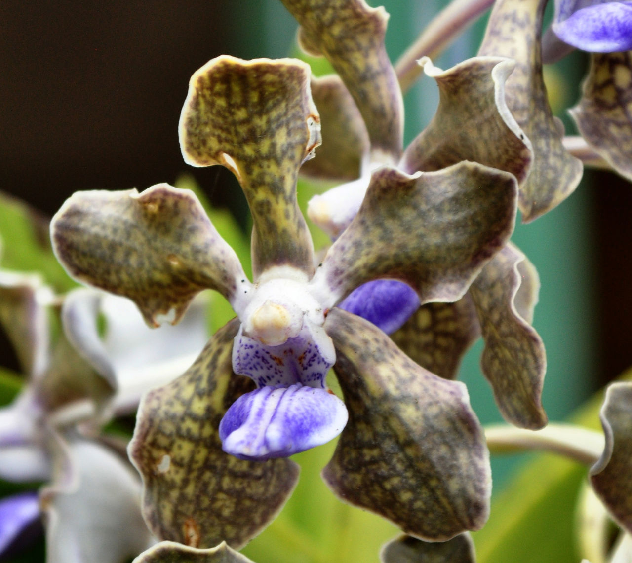 growth, nature, beauty in nature, no people, plant, day, fragility, outdoors, flower, close-up, freshness