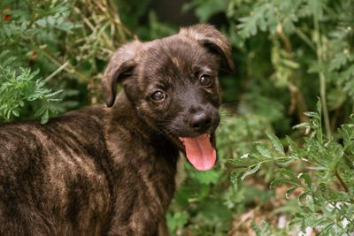 Close-up portrait of dog on field