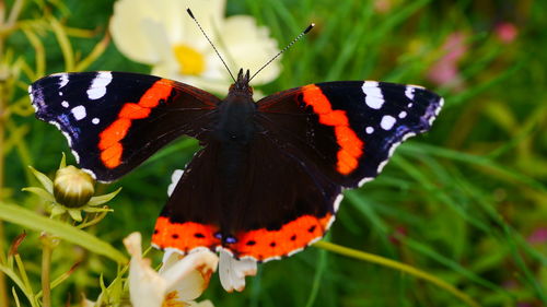 Close-up of butterfly pollinating on flower