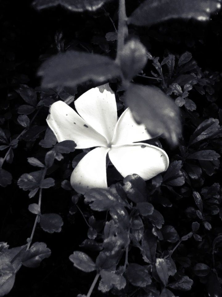 flower, petal, fragility, freshness, growth, flower head, beauty in nature, white color, plant, nature, blooming, close-up, in bloom, leaf, stamen, blossom, pollen, bud, high angle view, no people