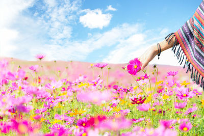 Low angle view of pink flowering plants on land against sky