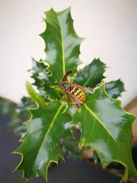 Close-up of insect on plant