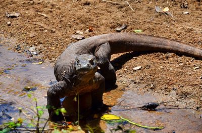 High angle view of komodo dragon