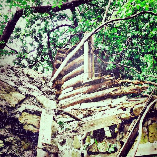 tree, growth, abandoned, plant, wood - material, built structure, old, green color, steps, forest, obsolete, architecture, damaged, leaf, nature, house, day, outdoors, tranquility, run-down