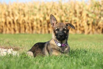 Portrait of german shepherd puppy sitting on grassy field