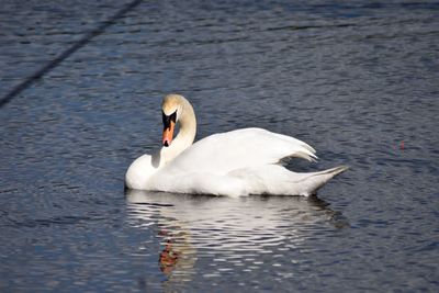 Swan swimming in lake