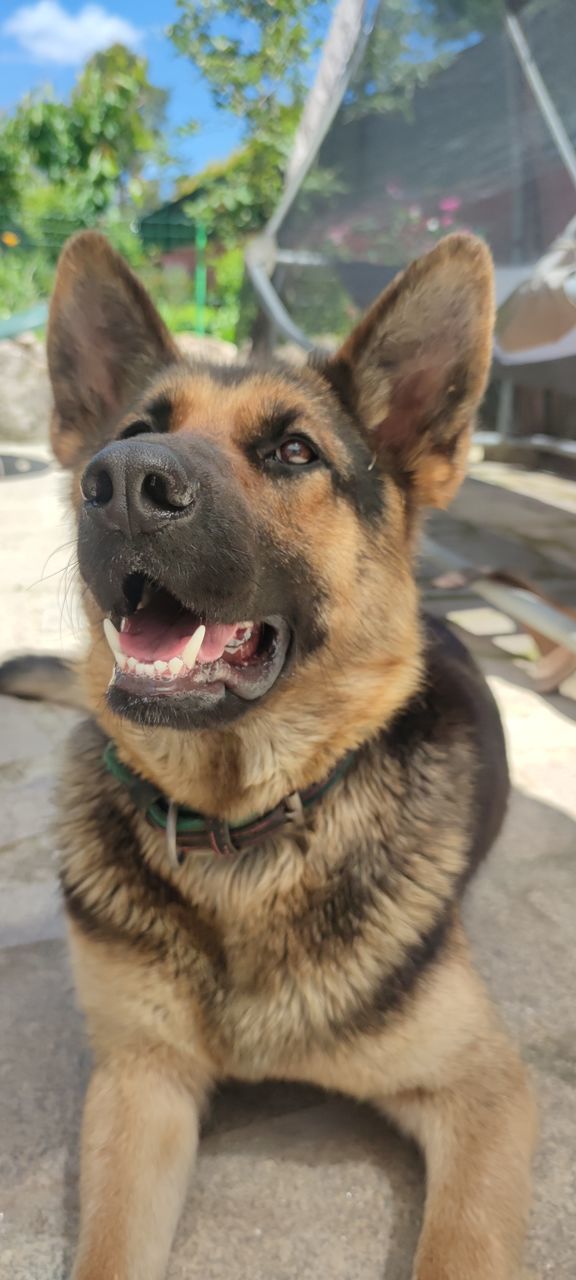 CLOSE-UP OF DOG LOOKING AWAY