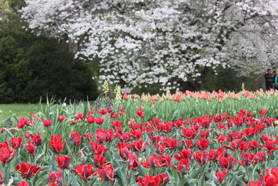 Close-up of red tulip flowers on field