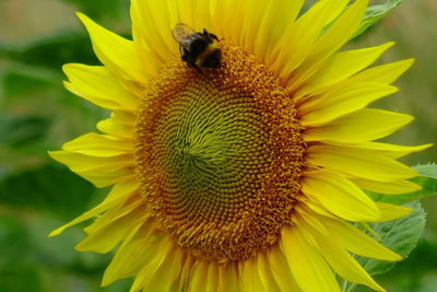 Close-up of bee pollinating on sunflower