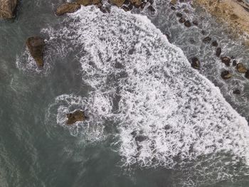 High angle view of animal on rock in sea