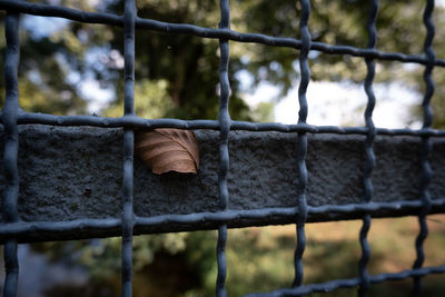 Close-up of metal fence against trees
