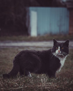 Portrait of a cat