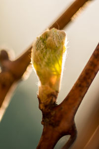 Close-up of plant