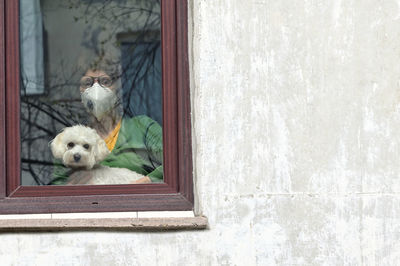 Portrait of dog relaxing by window