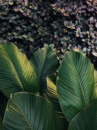 Full frame shot of leaves