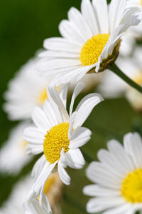 Close-up of white daisy flower