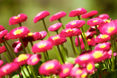 Close-up of pink flowers