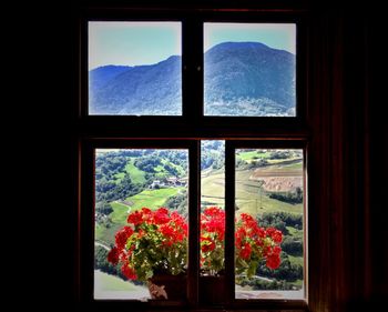 Close-up of flowers on window